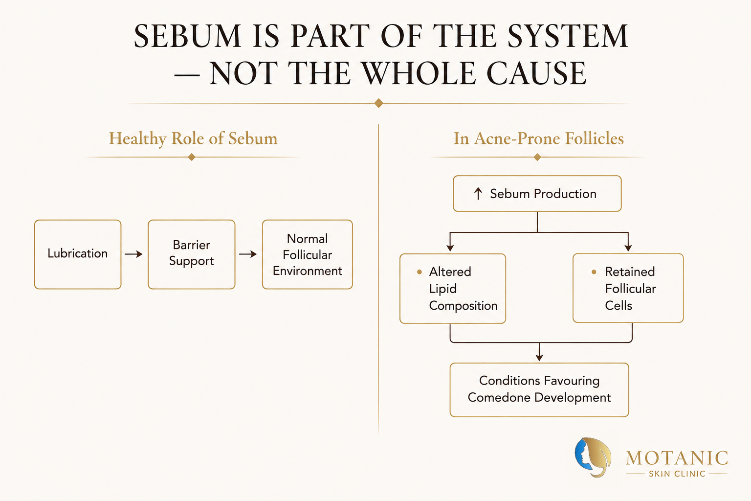 Diagram showing the healthy role of sebum and how increased sebum production, altered lipid composition and retained follicular cells can favour comedone development.